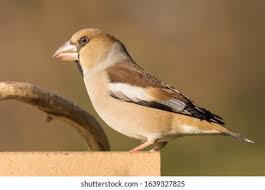 Attēlu rezultāti vaicājumam “Coccothraustes coccothraustes”