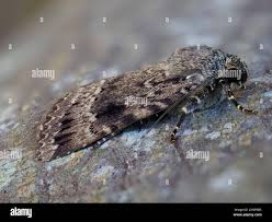 Attēlu rezultāti vaicājumam “Thalpophila matura”