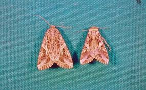 Attēlu rezultāti vaicājumam “Agrochola litura imago”