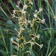Attēlu rezultāti vaicājumam “Silene viscaria leaf”