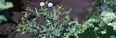Attēlu rezultāti vaicājumam “Senecio vulgaris flower”