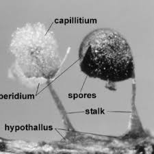 Attēlu rezultāti vaicājumam “Enteridium variabile spores”