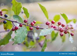Attēlu rezultāti vaicājumam “Frangula alnus fruit”