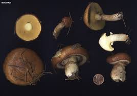 Attēlu rezultāti vaicājumam “Suillus luteus”