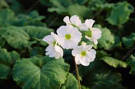 Image result for Primula obconica