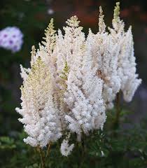 Attēlu rezultāti vaicājumam “Astilbe chinensis”