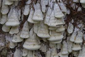 Attēlu rezultāti vaicājumam “Antrodia xantha”