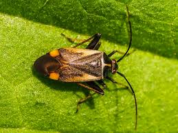 Attēlu rezultāti vaicājumam “Adelphocoris seticornis”