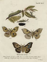 Attēlu rezultāti vaicājumam “Aglia tau”