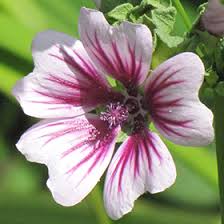Image result for Malva sylvestris