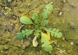 Attēlu rezultāti vaicājumam “Capsella bursa-pastoris leaf”