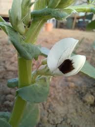 Attēlu rezultāti vaicājumam “Vicia faba flower”