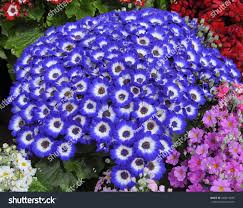 Image result for Primula malacoides