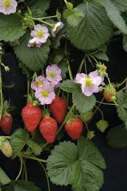 Attēlu rezultāti vaicājumam “Fragaria x ananassa flower”