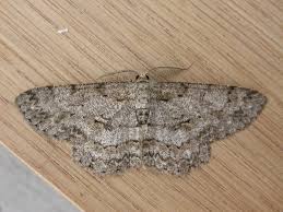 Attēlu rezultāti vaicājumam “Hypomecis punctinalis”