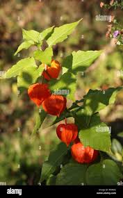 Attēlu rezultāti vaicājumam “Physalis alkekengi flower”