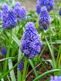 Attēlu rezultāti vaicājumam “Muscari armeniacum flower”