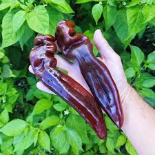 Afbeeldingsresultaat voor topepo giallo sweet pepper