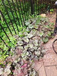 Image result for Heuchera `Swirling Fantasy`