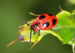 Attēlu rezultāti vaicājumam “Endomychus coccineus”