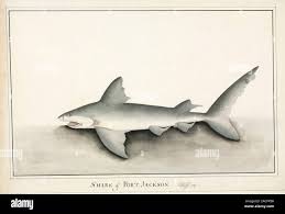 Image result for Heterodontus portusjacksoni