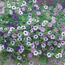 Image result for Petunia