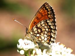 Attēlu rezultāti vaicājumam “Mellicta athalia underside”