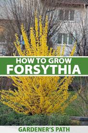 Attēlu rezultāti vaicājumam “Forsythia”