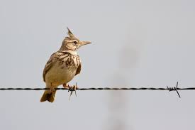 Attēlu rezultāti vaicājumam “Galerida cristata adult”