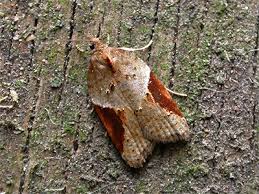 Attēlu rezultāti vaicājumam “Acleris laterana”