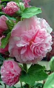 Image result for Alcea rosea `Appleblossom`