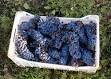 COS Frappato 2008 IGT Sicilia | Tasting Notes &amp; Wine Reviews from ...