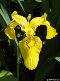 Attēlu rezultāti vaicājumam “Iris pseudacorus flower”