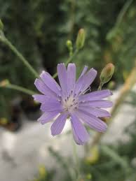 Attēlu rezultāti vaicājumam “Lactuca tatarica bud”