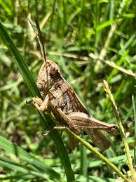 Attēlu rezultāti vaicājumam “Chortippus sp.”
