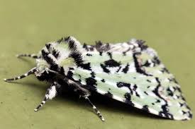 Attēlu rezultāti vaicājumam “Moma alpium”