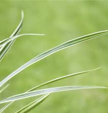 Attēlu rezultāti vaicājumam “Carex caryophyllea”