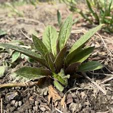 Attēlu rezultāti vaicājumam “Hesperis matronalis leaf”