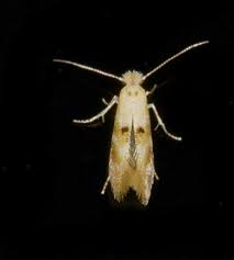 Attēlu rezultāti vaicājumam “Bucculatrix rhamniella”