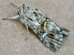 Attēlu rezultāti vaicājumam “Calophasia lunula”