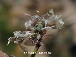 Attēlu rezultāti vaicājumam “Allium schoenoprasum fruit”