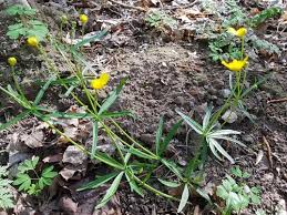 Attēlu rezultāti vaicājumam “Ranunculus auricomus flower”