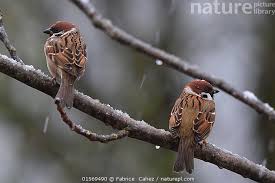 Image result for Passer montanus