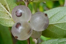 Attēlu rezultāti vaicājumam “Lonicera caprifolium fruit”