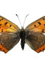 Attēlu rezultāti vaicājumam “Lycaena phlaeas female”