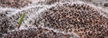 Attēlu rezultāti vaicājumam “Heterotrichia oerstedii (syn. Arcyria oerstedii) spores”