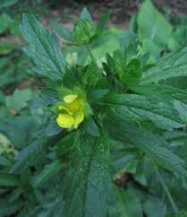 Attēlu rezultāti vaicājumam “Potentilla norvegica flower”