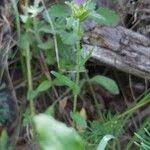 Image result for Campanula lingulata