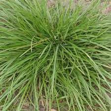 Attēlu rezultāti vaicājumam “Lolium perenne”