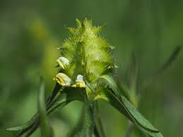 Attēlu rezultāti vaicājumam “Melampyrum cristatum”